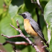 Iranka, White-throated Robin, Irania gutturalius, Durnalik, Turcja, 04.06.2014 (2) (Turkey)