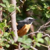 Iranka, White-throated Robin, Irania gutturalius, Durnalik, Turcja, 04.06.2014 (1) (Turkey)