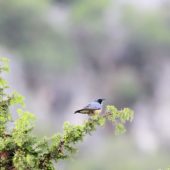 Iranka, White-throated Robin, Irania gutturalius, Durnalik, Turcja, 04.06.2014 (3) (Turkey)