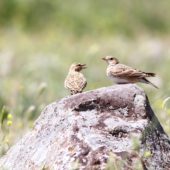 Kalandra szara, Calandra Lark, Melanocorypha calandra, Idil, Turcja, 27.05.2014 (Turkey)