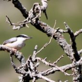Kowalik duży, Eastern Rock Nuthatch, Sitta tephronota, Durnalik, Turcja, 04.06.2014 (Turkey)