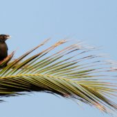 Majna czubata, Crested Myna, Acridotheres cristatellus, Lizbona, Portugalia,29.09.2014 (1) (Lisbon, Portugal)