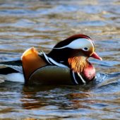 Mandarynka, Mandarin Duck, Aix galericulata, Skoczów, SLK, 08.01.2014