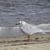 Mewa różowa, Ross`s Gull, Rhodostethia rosea, Sobieszewo, POM, 17.04.2012