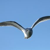 Mewa trójpalczasta, Kittywake, Rissa tridactyla, Hel, POM, 04.03.2012 (1)