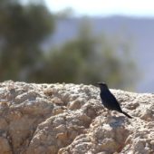 Modrak, Blue Rock Thrush, Monticola solitarius, Merzouga, Maroko, 30.11.2012 (1) (Morocco)
