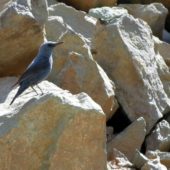 Modrak, Blue Rock Thrush, Monticola solitarius, Sivrikaya-Ispir, Turcja, ,02.06.2014 (Turkey)