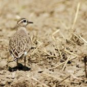 Mornel, Dotterel, Charadrius morinellus, Kamieniec, SLK, 23.08.2014 (1)
