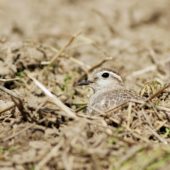 Mornel, Dotterel, Charadrius morinellus, Kamieniec, SLK, 23.08.2014 (2)