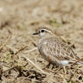 Mornel, Dotterel, Charadrius morinellus, Kamieniec, SLK, 23.08.2014 (4)
