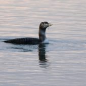Nur białodzioby, Yellow-billed Loon, Gavia adamsii, Goczałkowice, SLK, 27.12.2013 (2)