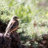 Ortolan, Ortolan Bunting, Emberiza hortulana, Ishak Pasha, Turcja, 30.05.2014 (Turkey)