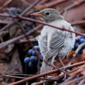 Pasterz, Rose-coloured Starling, Pastor roseus, Osieczna, WLKP, 12.11.2013 (1)