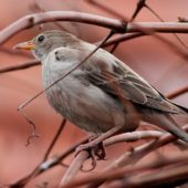 Pasterz, Rose-coloured Starling, Pastor roseus, Osieczna, WLKP, 12.11.2013 (2)