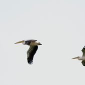 Pelikan różowy, White Pelican, Pelecanus onocrotalus, Jezioro Cildir, Turcja, 31.05.2014 (Turkey)