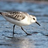 Piaskowiec, Sanderling, Calidris alba, Corvo, Azory, Portugalia, 06.10.2014 (1) (Azores, Portugal)