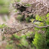 Piranga szkarłatna, Scarlet Tanager, Piranga olivacea, Corvo, Azory, Portugalia, 09.10.2014 (1) (Azores, Portugal)