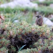 Płochacz pstry, Radde's Accentor, Prunella ocularis, Demirkazik, Turcja, 24.05.2014 (1) (Turkey)
