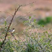 Pokrzewka aksamitna, Sardinian Warbler, Sylvia melanocephala, Massa, Maroko, 02.12.2012 (Morocco)