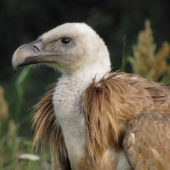 Sęp płowy, Griffon Vulture, Gyps fulvus, Dąbrowica, MŁP, 28.07.2011