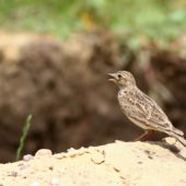 Skowronek, Skylark, Alauda arvensis, Gołuchowice, SLK, 13.06.2013