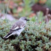 Śnieżka, White-winged Snowfinch, Montifringilla nivalis, Demirkazik, Turcja, 24.05.2014 (Turkey)