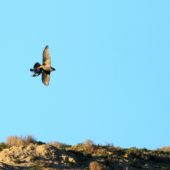 Sokół berberyjski, Barbary Falcon, Falco pelegrinoides, Tamri, Maroko, 03.12.2012 (Morocco)