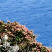 Sowa śnieżna, Snowy Owl, Bubo scandiacus, Corvo, Azory, Portugalia, 05.10.2014 (3) (Azores, Portugal)
