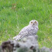 Sowa śnieżna, Snowy Owl, Bubo scandiacus, Corvo, Azory, Portugalia, 05.10.2014 (2) (Azores, Portugal)