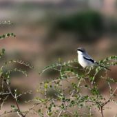 Dzierzba śródziemnomorska, Southern Grey Shrike, Lanius meridionalis, Massa, Maroko, 02.12.2012 (Morocco)