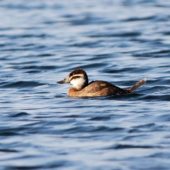 Sterniczka, White-headed Duck, Oxyura leucocephala, Dzierżno Duże, SLK, 05.11.2014 (1)