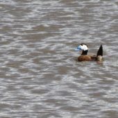 Sterniczka, White-headed Duck, Oxyura leucocephala, Jezioro Erçek, Turcja, 29.05.2014 (Turkey)