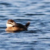 Sterniczka, White-headed Duck, Oxyura leucocephala, Dzierżno Duże, SLK, 05.11.2014 (3)