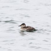 Sterniczka jamajska, Ruddy Duck, Oxyura jamaicensis, Kuźnica Warężyńska, Dąbrowa Górnicza, SLK, 16.04.2014 (2)