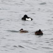 Sterniczka jamajska, Ruddy Duck, Oxyura jamaicensis, Kuźnica Warężyńska, Dąbrowa Górnicza, SLK, 16.04.2014 (1)