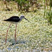 Szczudłak, Black-winged Stilt, Himantopus himantopus, Turcja, 30.05.2014 (Turkey)