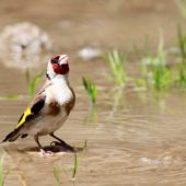 Szczygieł, Goldfinch, Carduelis carduelis, Durnalik, Turcja, 04.06.2014 (Turkey)
