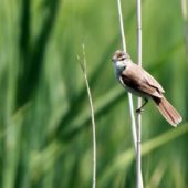 Trzcinniczek kaspijski, Paddyfield Warbler, Acrocephalus agricola, Jezioro Van, Turcja, 29.05.2014 (Turkey)