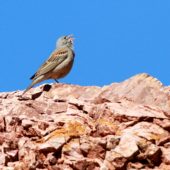 Trznadel skalny, Grey-necked Bunting, Emberiza buchanani, Ishak Pasha, Turcja, 31.05.2014 (2) (Turkey)