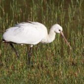 Warzęcha, Spoonbill, Platalea leucorodia, Corvo, Azory, Portugalia, 03.10.2014 (1) (Azores, Portugal)