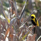 Wikłacz słoneczny, Yellow-crowned Bishop, Euplectes afer, Barocca de Alva, Portugalia, 29.09.2014 (1) (Portugal)