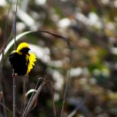 Wikłacz słoneczny, Yellow-crowned Bishop, Euplectes afer, Barocca de Alva, Portugalia, 29.09.2014 (2) (Portugal)