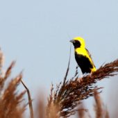 Wikłacz słoneczny, Yellow-crowned Bishop, Euplectes afer, Barocca de Alva, Portugalia, 29.09.2014 (3) (Portugal)