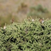 Wróbel śródziemnomorski, Spanish Sparrow, Passer hispaniolensis, Massa, Maroko, 02.12.2012 (Morocco)