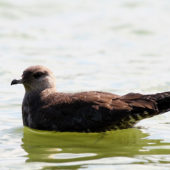 Wydrzyk długosterny, Long-tailed Skua, Stercorarius longicaudus, Mietków, DLN, 05.09.2013 (2)
