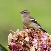 Zięba, Chaffinch, Fringilla coelebs moreletti, Corvo, Azory, Portugalia, 07.10.2014 (1) (Azores, Portugal)