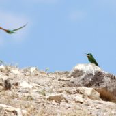 Żołna modrolica, Blue-cheeked Bee-eater, Merops persicus, Estagfirullah, Turcja, 26.05.2014 (3) (Turkey)