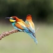 Żołna, Bee-eater, Merops apiaster, Świerklaniec, SLK, 15.07.2013 (1)