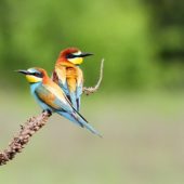 Żołna, Bee-eater, Merops apiaster, Świerklaniec, SLK, 15.07.2013 (2)