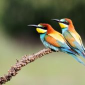 Żołna, Bee-eater, Merops apiaster, Świerklaniec, SLK, 15.07.2013 (3)
